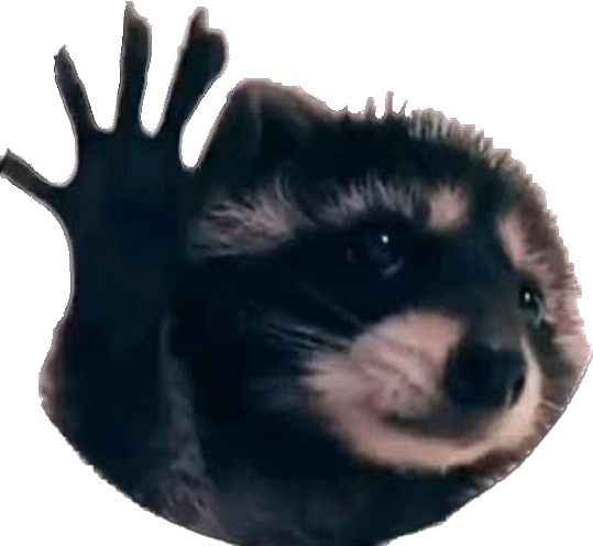 racoonn